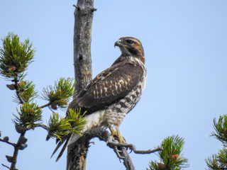 Red Tailed Hawk in Bighorn National Park in Wyoming