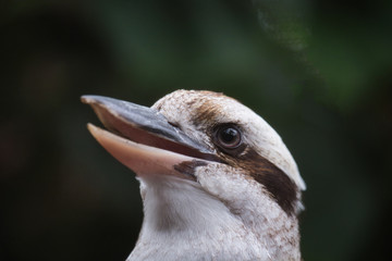 portrait of a smiling bird