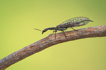 Female of the snakefly Phaeostigma notata in Czech Republic