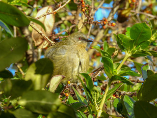Hidden Bell Bird on South Island, New Zealand