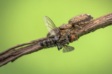 A jumping spider Salticidae that are eating prey on stick in Czech Republic