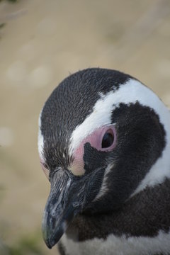 Retrato de un pingüino