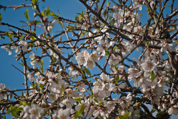 Adoro el mes de febrero y sus regalos, como la flor del almendro