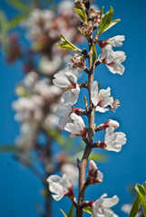 Contrastan dos tipos de belleza: cielo azul y flor de almendro, maravillosos regalos