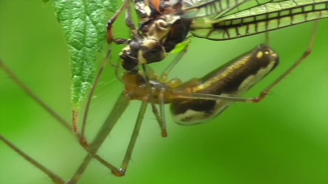 Streckerspinne (Teragnatha) fri&szlig;t Eintagsfliege, Eifel, Deutschland