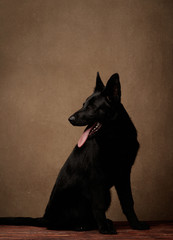 Black german shepherd puppy on brown background with copy space