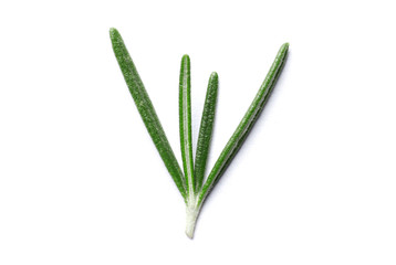 Fresh green rosemary isolated on white background