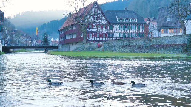 Grupo de patos nadan tranquilamente en r&iacute;o de invierno con pueblo medieval al fondo