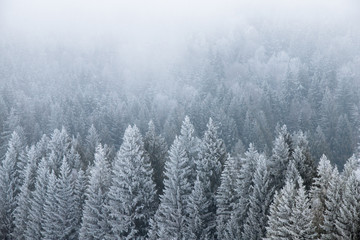 Fototapeta na wymiar Foggy winter landscape. Snow covered pine trees in the wilderness