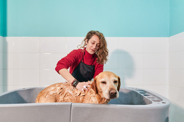 young woman bathing her labrador retriever in a special dog bath