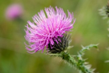 pink thistle flower