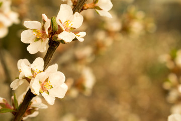 Fototapeta na wymiar spring cherry blossom
