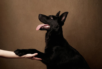 Woman holding dog's paw on brown background with copy space, close-up