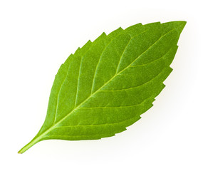 Obraz premium Fresh leaf of mint isolated on white background