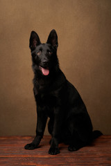 Portrait of Dutch Shepherd Dog, close-up.