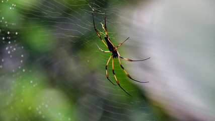 Palm Spider close-up.	