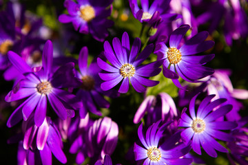 Fototapeta na wymiar Mauve pink flowers of Dimorphotheca ecklonis or Osteospermum, commonly known as Cape marguerite, Sundays river daisy, blue and white daisy bush or star of the veldt, in a garden in a sunny summer day