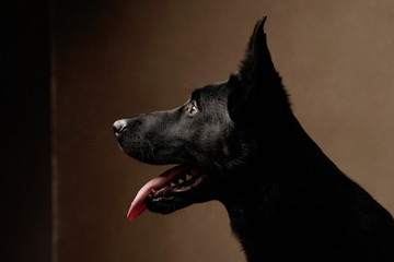 Black german shepherd Dog on brown background with copy space.