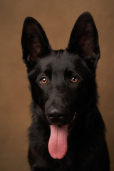 German Shepherd Dog on brown background with copy space, close-up.
