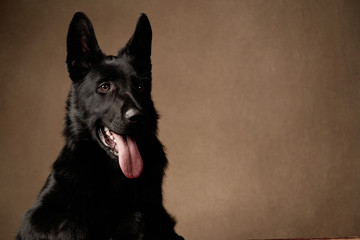 German Shepherd Dog on brown background with copy space, close-up.