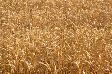 Wheat field with ears of wheat close-up