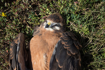 eagle against the blue sky