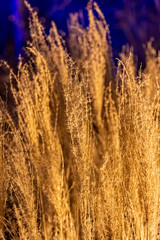 Fototapeta premium Golden dried wild grass at sunset