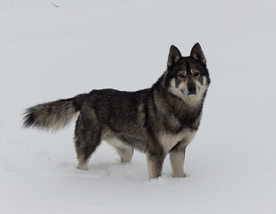 dog on a background of white snow