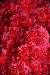 background of red and pink carnation flowers