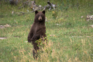 Young black bear standing on hind legs in a green grassy field looking intently at the camera © Debbie