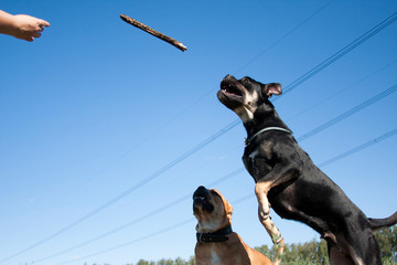 Two Cadebo Dogs Play Catching a Stick