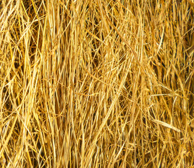 dry grass, a lot of hay background pattern. autumn harvest