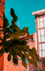 Raices