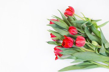 on white background a bouquet of red tulips and free space for text