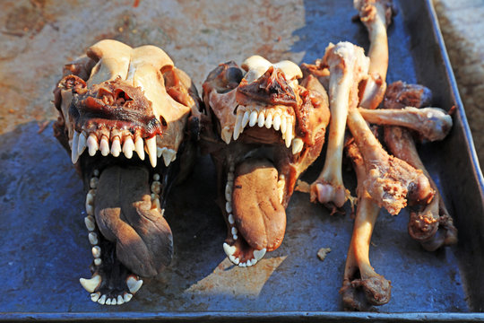 Boiled dog skull