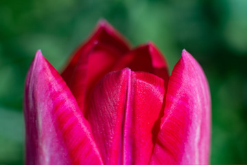 Red tulip, flower petals closeup.