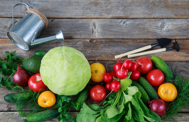 vegetables are laid out in a row: cabbage, onions, cucumbers, parsley, dill, avocado, radishes, tomatoes and watering can, shovel and rake