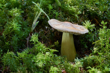 Poisonous mushroom Tricholoma sulphureum in the wet spruce forest. Known as sulphur knight or gas agaric. Yellow mushroom growing in the moss in the autumn.