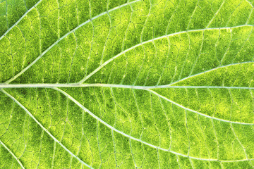 Green leaf veins texture. Natural enviroment vibrant pattern background.	