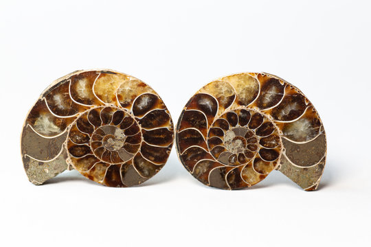 two halves of a sawn ammonite fossil shell isolated on white background