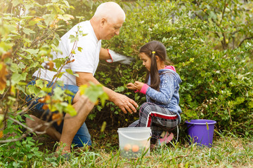grandfather and granddaughter work in the garden