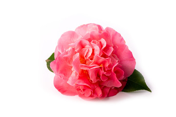 Camelia sobre fondo blanco
