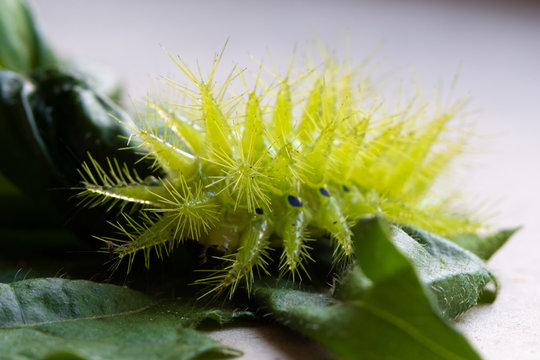 Nettle Caterpillar