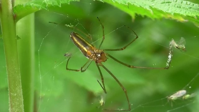 Streckerspinne (Teragnatha) fri&szlig;t Eintagsfliege, Eifel, Deutschland