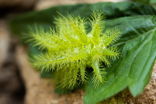 Nettle Caterpillar