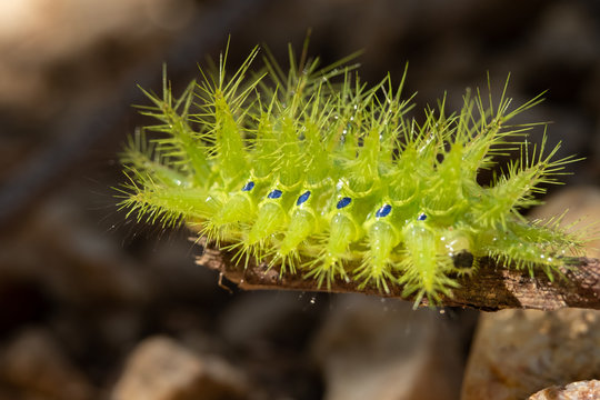 Nettle Caterpillar