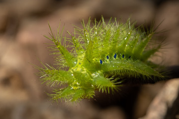 Nettle Caterpillar