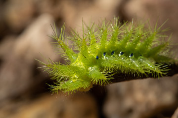 Nettle Caterpillar
