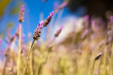 Flor en el campo