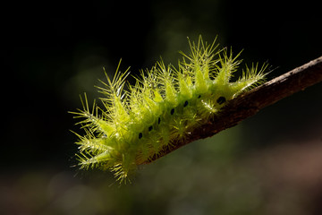 Nettle Caterpillar